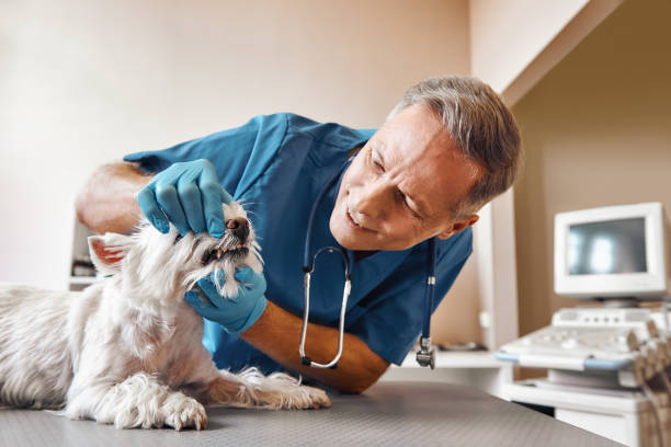 Best Emergency Treatment for Dental Infections or Abscesses in North Granby, CT